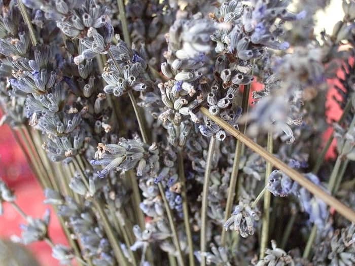 Tørrede lavendelblomster sidder stadig på stænglerne.