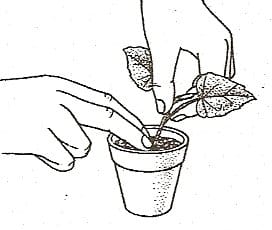 7. Insert cutting into the rooting mixture until the base of the lowest leaf stem rests on top of it.