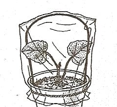 8. Water well and cover with plastic supported by wire. Remove cover for 5 minutes a day and never let potting mixture dry out.