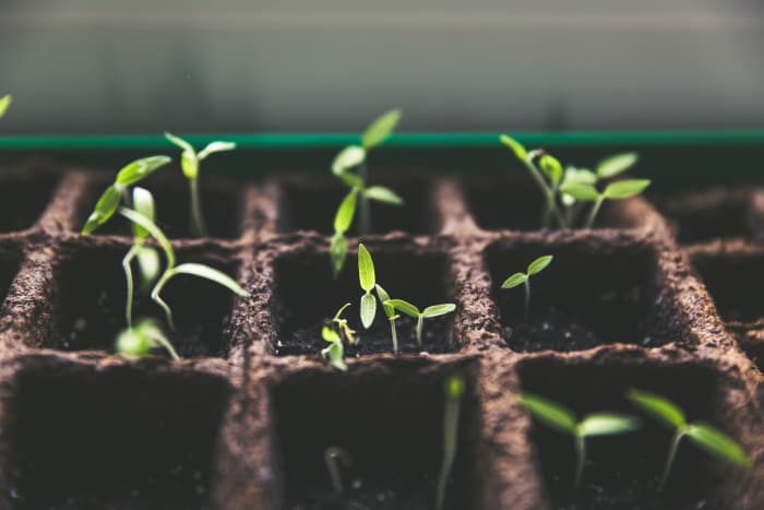Most seaweed-based fertilizers are made from kelp, a variety of seaweed known to contain trace elements of magnesium, potassium, zinc, iron and nitrogen—all of which are beneficial to plant growth.