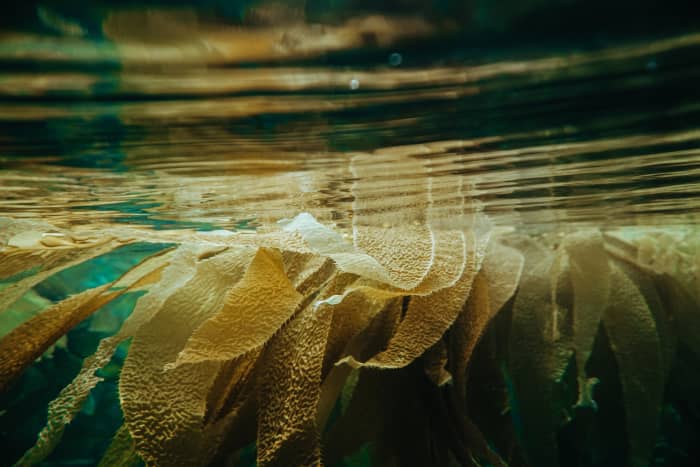 When used as a fertilizer, seaweed extract can boost everything from crop yields to resistance to diseases and frost.