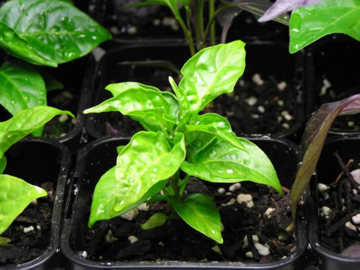 Liquid seaweed fertilizer works best when sprayed directly onto the leaves. This method of application is known as "foliar."