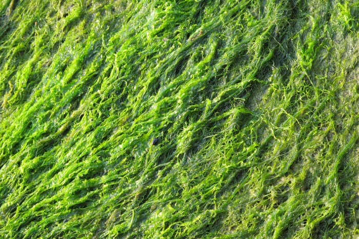 Seaweed is chock-full of important hormones that are essential to plant health like auxins, cytokinins, betaines, and gibbelerins.