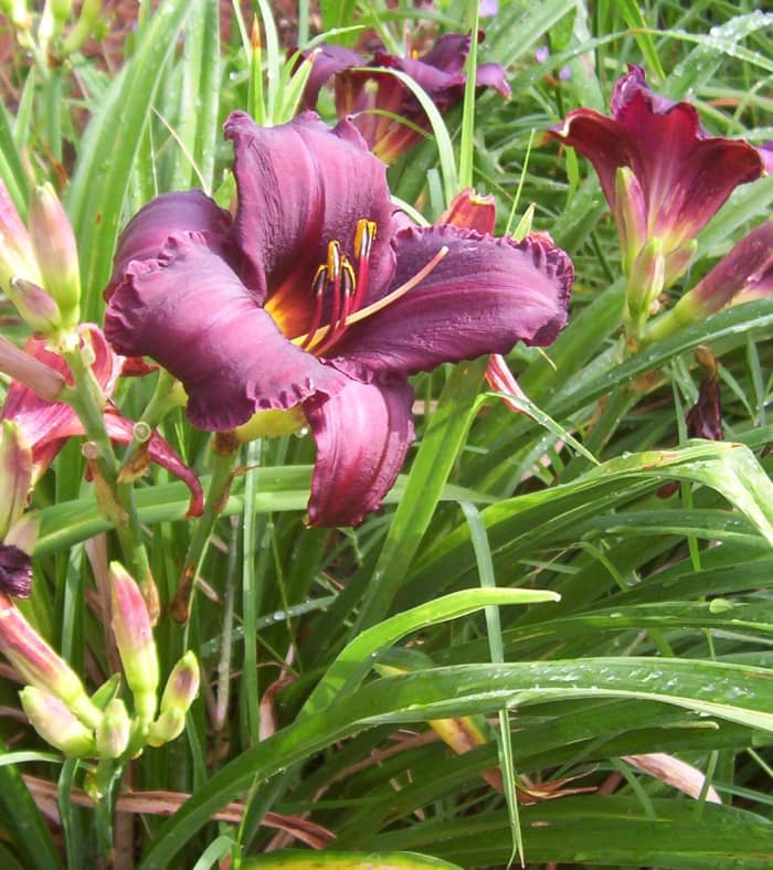 Summer-blooming, Full Sun Perennials That Are Easy To Take Care Of 