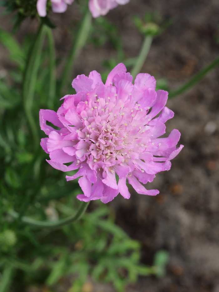 SummerBlooming, Full Sun Perennials That Are Easy to Take Care Of