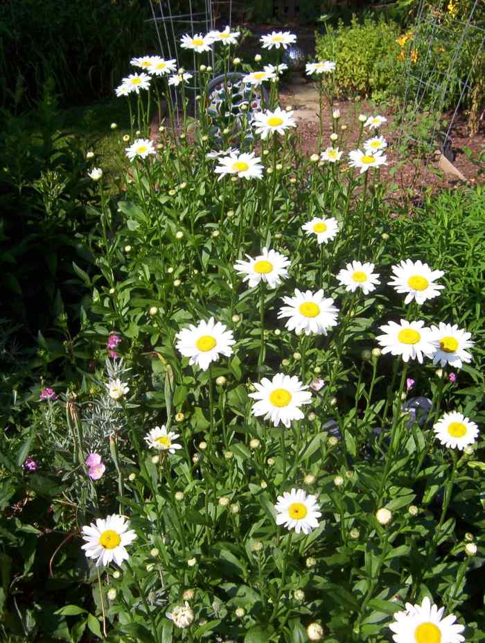 SummerBlooming, Full Sun Perennials That Are Easy to Take Care Of