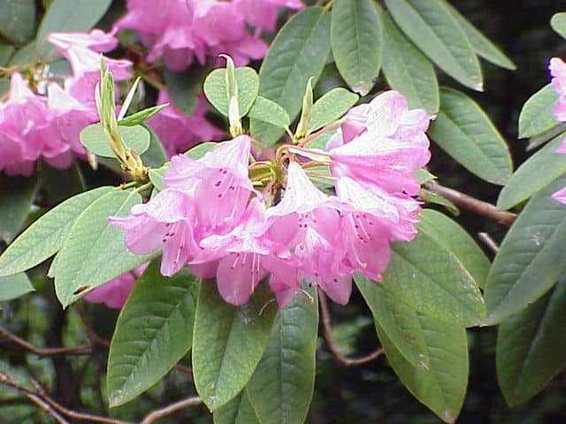 Rhododendron