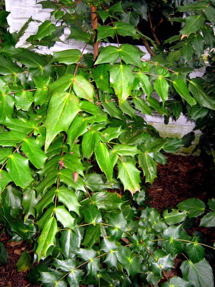 a mahonia fényes, bőrszerű levelei.