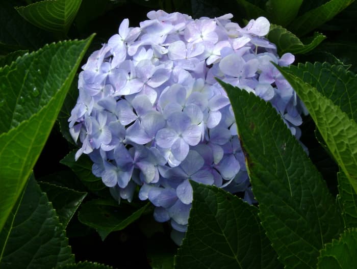 Hortensias