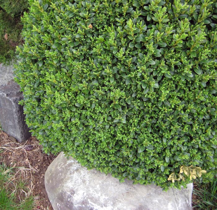 Boxwood