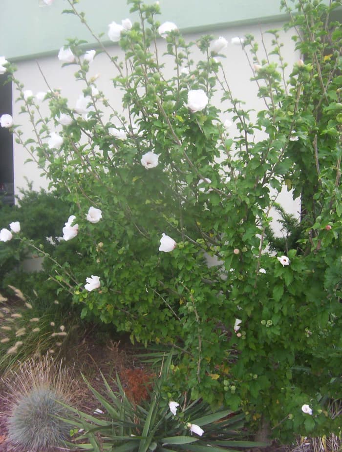 Rose Of Sharon