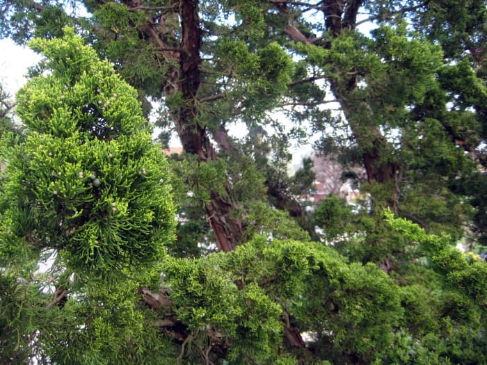 Hollywood Juniper