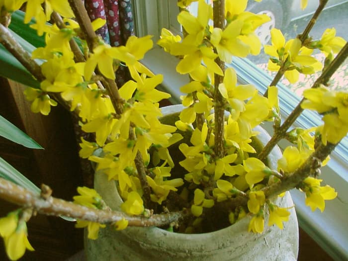 a Forsythia Korán behozható, hogy beltéri virágzást kényszerítsen.