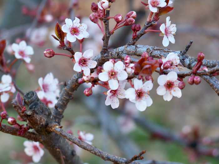 Beware of Black Knot Disease on Cherry, Chokecherry, and Plum Trees