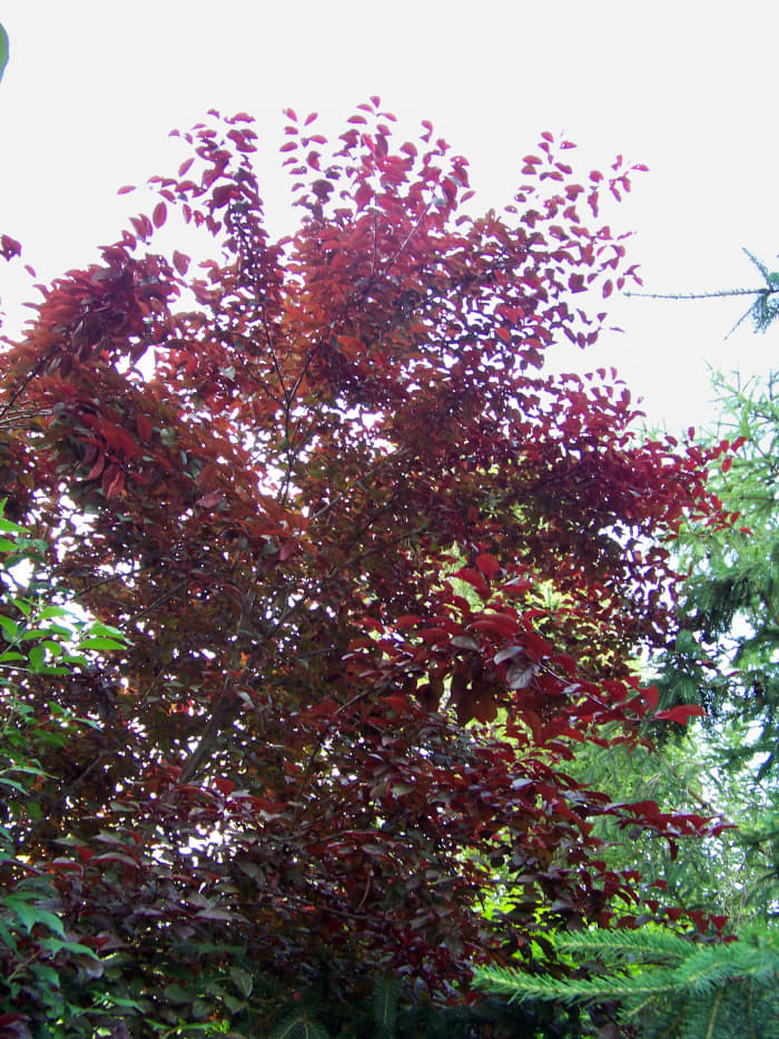 June 2013: the tree was fully restored and much bigger than when I first trimmed it.