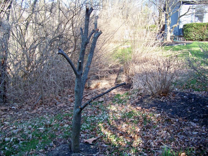 Beware of Black Knot Disease on Cherry, Chokecherry, and Plum Trees ...