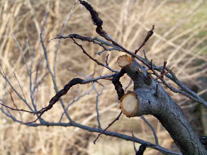 Beware of Black Knot Disease on Cherry, Chokecherry, and Plum Trees