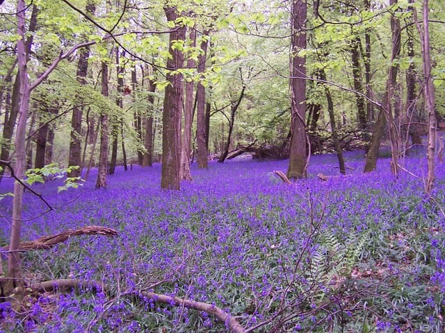 Bluebells create a bluish-purple ground cover in Bigsweir Wood.