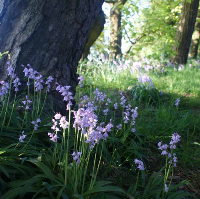 Bluebell Flowers Beautiful and Whimsical Perennials Dengarden