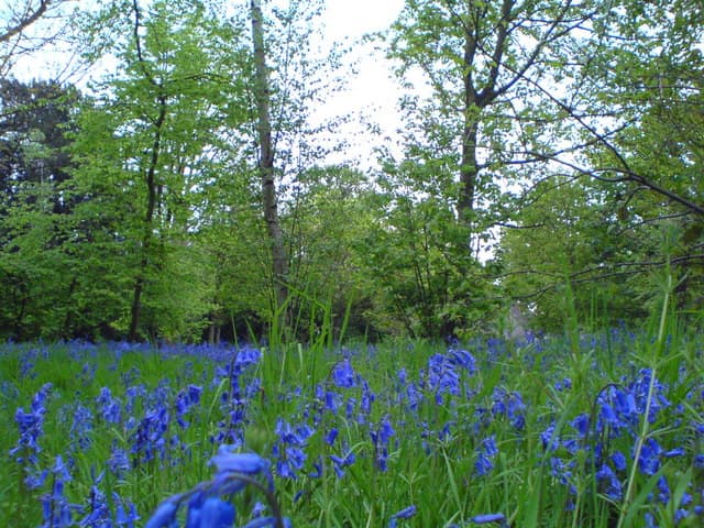 Bluebells carpet the in forest floor at Wanstead Park.