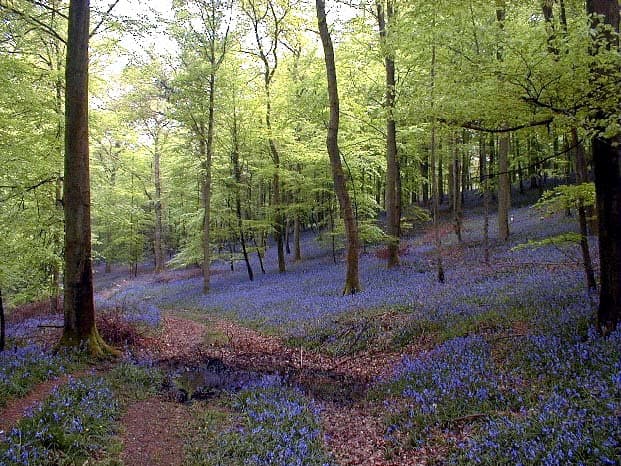 Let's go for a meander in the lovely bluebell woods where the slopes are misted in blue.