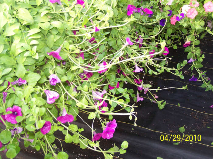 Example of a wave petunia not pinched correctly. Notice the long, lanky branches that cause the plant to be asymmetrical.