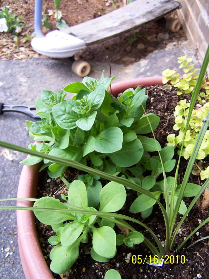 All plants in this picture are wave petunias that developed from seeds dropped from the plant during the previous season.