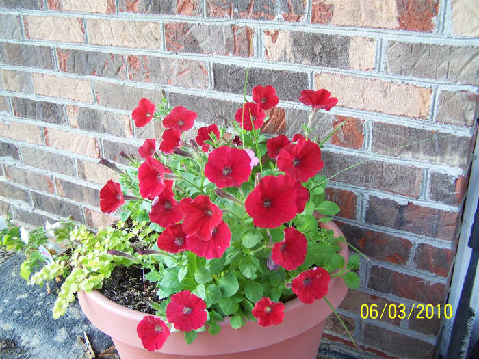 This is the blooms that came from the plants that developed from seeds that dropped from plants last season.