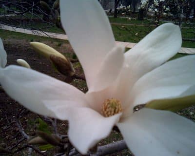 Hvit magnolia blomst og knopper 