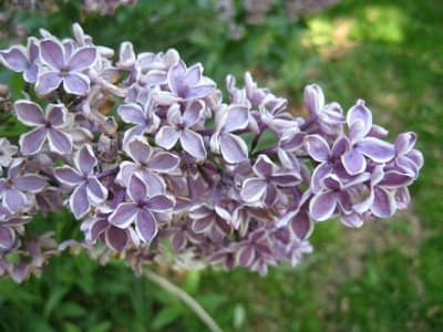 paars lila met witte rand