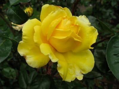  Gelbe Rose