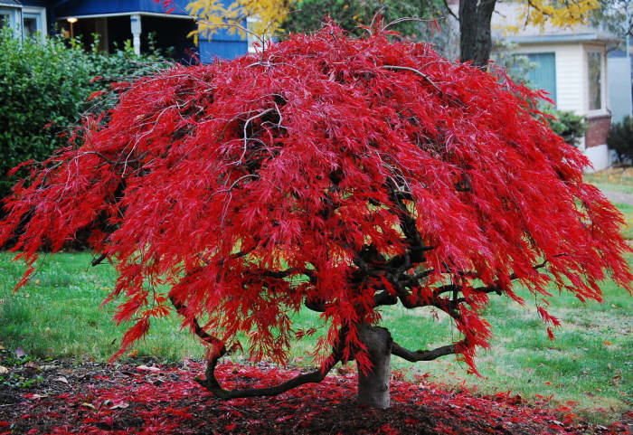 15 foot red maple trees for sale