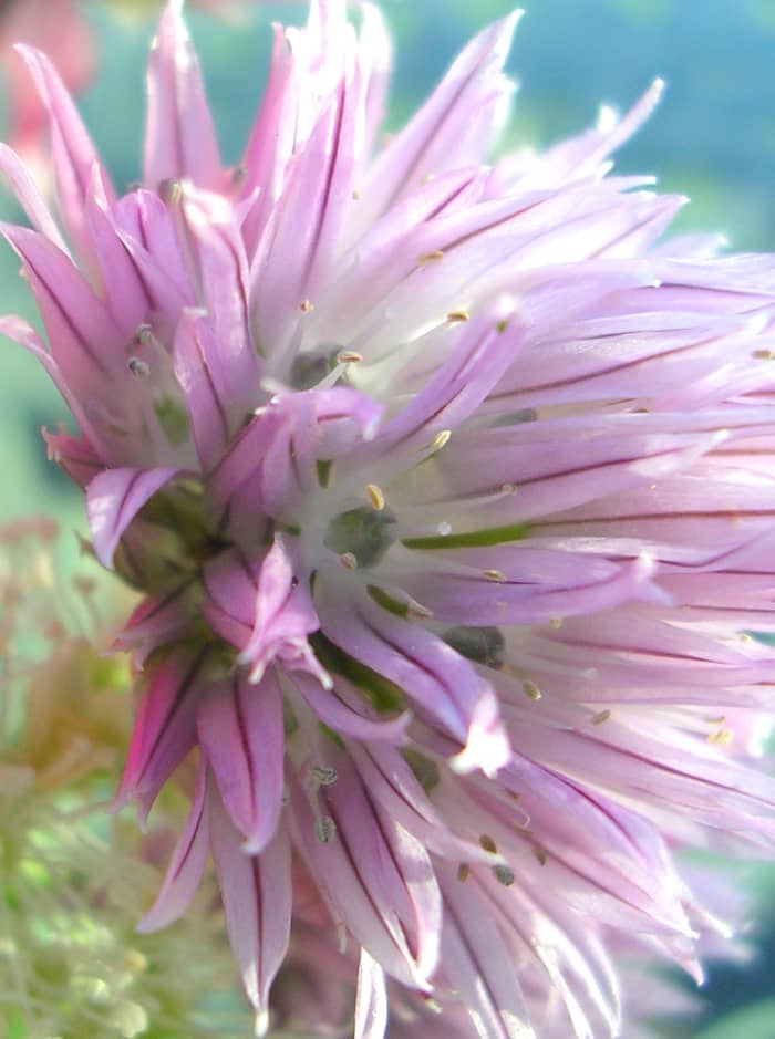 Chive flowers taste almost like freshly ground peppercorn but with an added mild onion flavor.