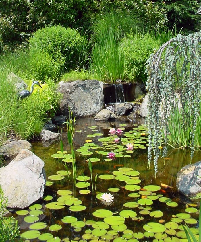 How to Create a Small Backyard Pond - Dengarden