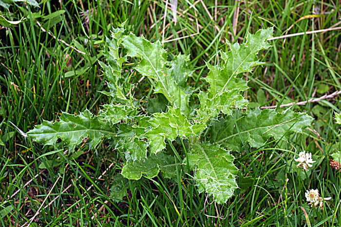 Thistle, one enemy: thistle is not even kind to the eye. Look at all those piercing thorns.