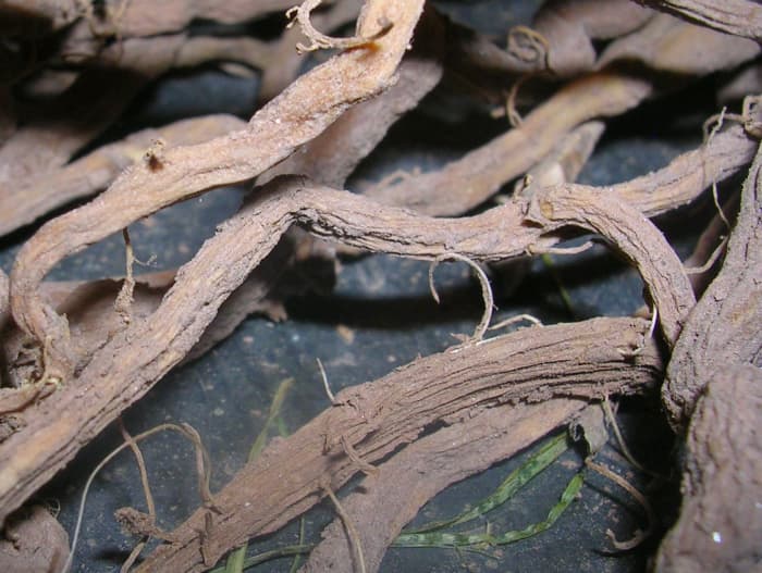 Bindweed runners: notice the delicate white hairs that are the budding shoots. These bindweed roots have been out of the ground for two days and are still alive and well.