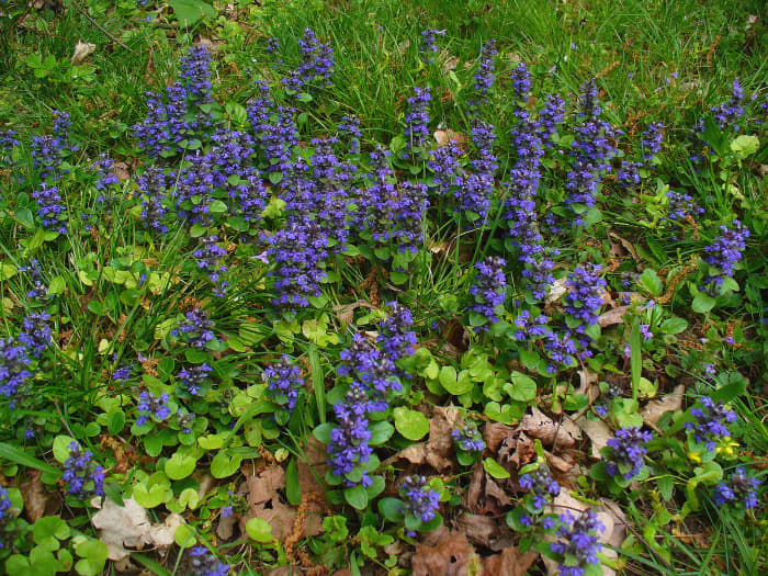 The beautifully deceiving bugleweed: beautiful flowers that attract bees, but a nightmare of fibrous, matting, killing roots.