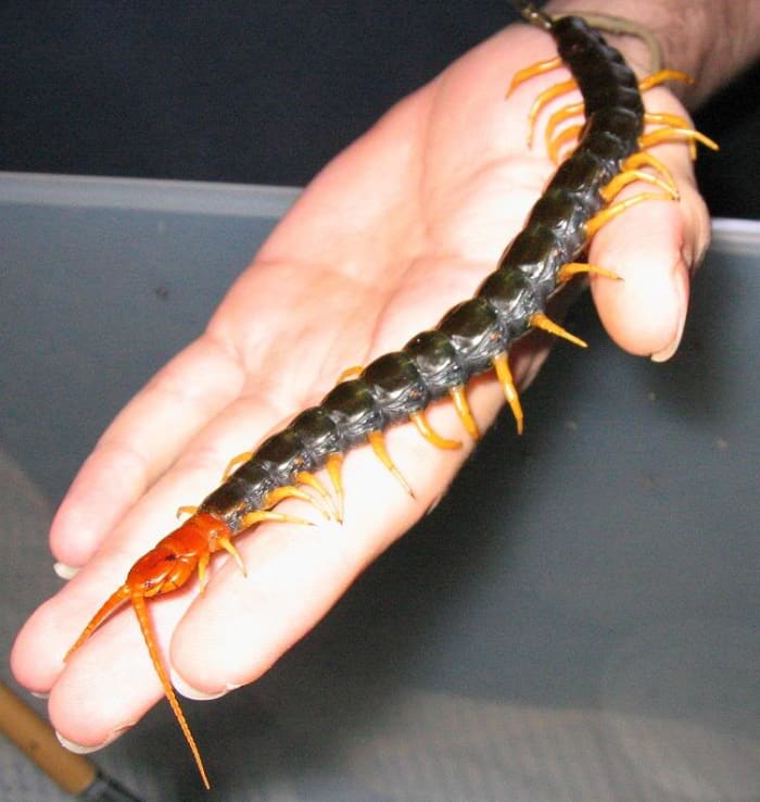 This is a medium-sized centipede. It is about 7 inches long. I have definitely seen them 11 inches long on Oahu.