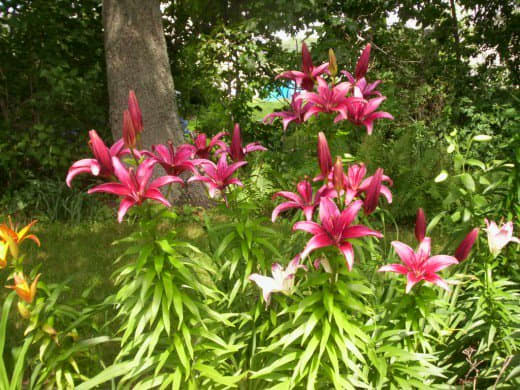 America Asiatic lily is the closest to purple of any Asiatic you can find. Everyone will tell you there isn't such a thing as a purple, but in the right soil this one is.