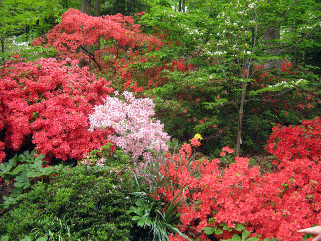 Azalées en fleurs