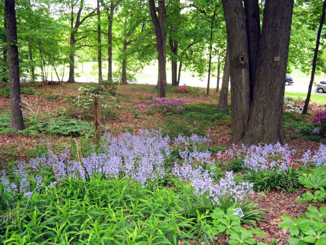 plantes fleuries pour les jardins de la forêt de la forêt de la région de la shadyarea