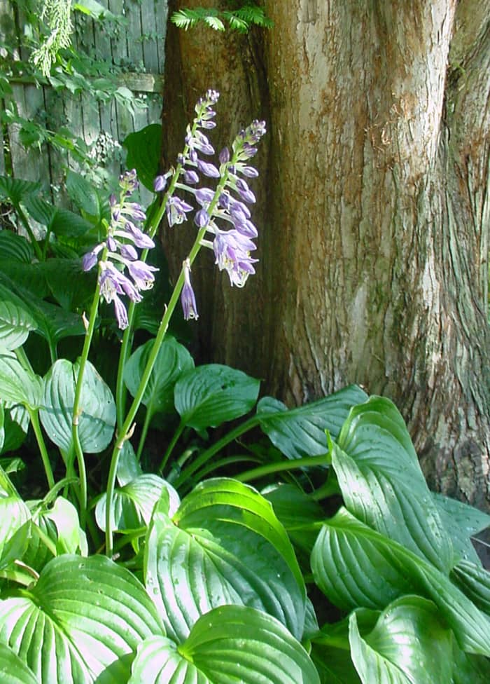 Hosta i blomst