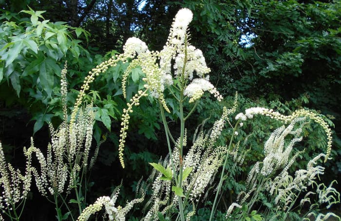 Actaea racemosa oder Bugbane