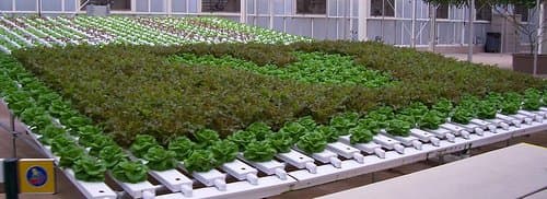 An example of NFT hydroponic system, an active system, at Epcot in Orlando, Florida.