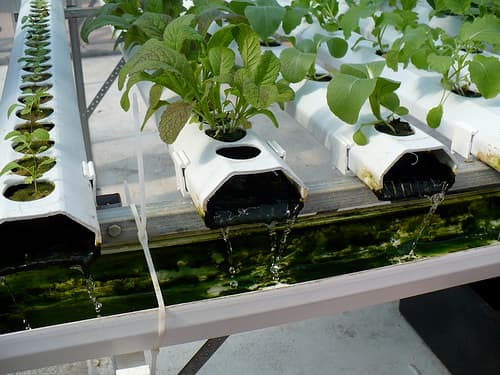 An active hydroponic system. A water-based nutrient-rich solution flows over the roots in the grow medium.