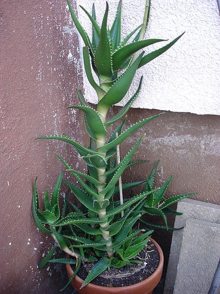 Even though the aloe could use a bigger pot and some pruning, this is not the time for such drastic measures. Give it a bright indoor spot and enjoy its beauty and health benefits. Spring and a new pot will come soon enough.