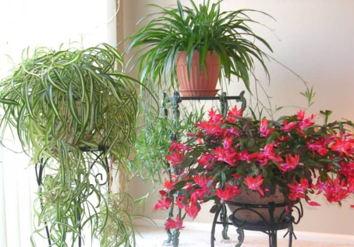 The Christmas cactus and two spider varieties are quite happy in a cool corner of the living room where northern light comes through the glass patio doors.