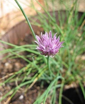 This is the same pot of chives, two months later! I only sprayed it twice, and the aphids disappeared after the first spray.