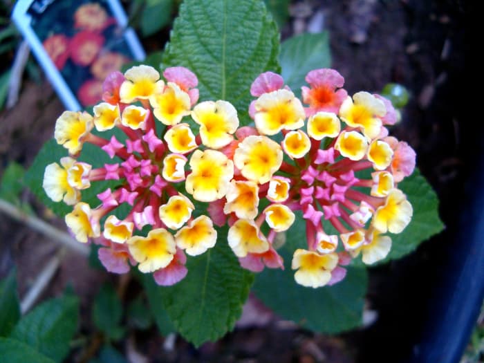 Facts About the Lantana Flower Dengarden Home and Garden