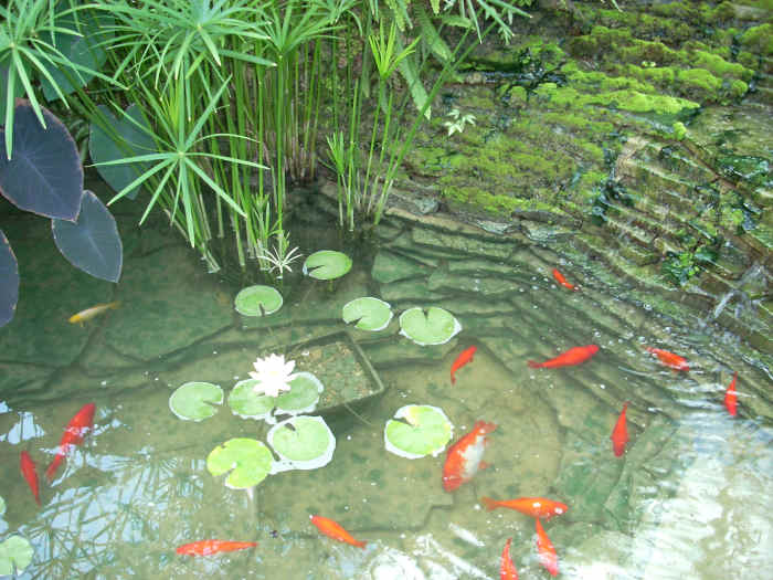 How to Stop Water Loss in a Pond Dengarden